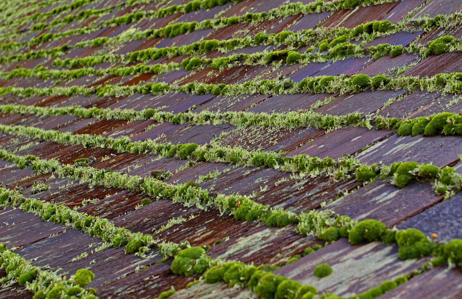 Thick green moss growing along the courses of a dark tile roof.